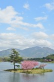 33浮島に咲く八重桜